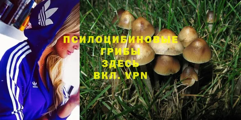 Псилоцибиновые грибы Psilocybe  как найти закладки  Алупка 